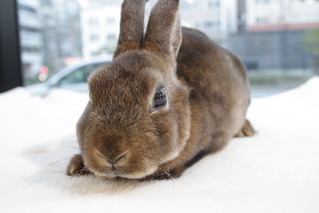 ミニレッキス | うさぎ販売 | 札幌のうさぎ販売・ペットショップ